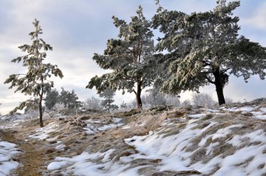 Karlı, ağaçlı ve buzlu kış manzarası