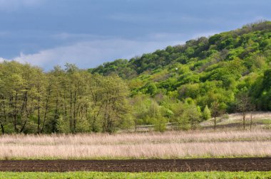 Ağaçlarla, tarlalarla ve taze yeşilliklerle dolu bahar manzarası