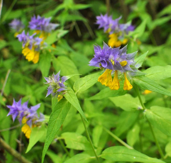 In summer, the wild in the forest blossoms melampyrum polonicum