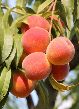 Yeşil yapraklı bir ağacın dalında olgun şeftali meyveleri yetişir.