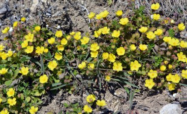 İlkbaharda, doğada potansiyel büyür.