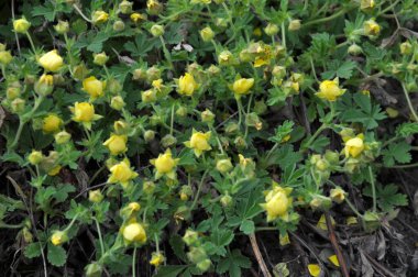 Potentilla arenası baharda vahşi doğada yetişir.