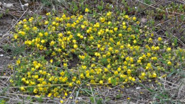 Potentilla arenası baharda vahşi doğada yetişir.