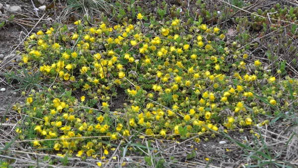 Potentilla arenası baharda vahşi doğada yetişir.