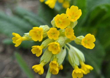 İlkbaharda, Primula veris (Primula veris) vahşi doğada açar.