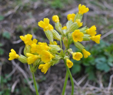İlkbaharda, Primula veris (Primula veris) vahşi doğada açar.