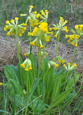 İlkbaharda, Primula veris (Primula veris) vahşi doğada açar.
