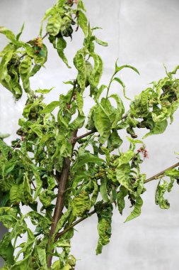 Taphrina deformans mantarının sebep olduğu kıvrımlı şeftali yaprakları. 