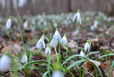 Ormanda ilkbahar karlarında (Galanthus nivalis) çiçek açar..