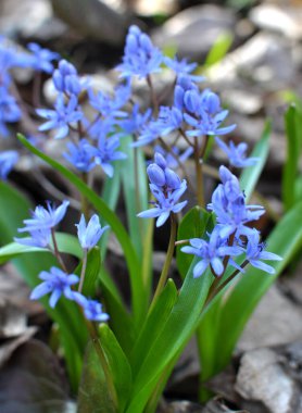 İlkbaharda vahşi ormanda karlar açar bifoliat (Scilla bifolia)
