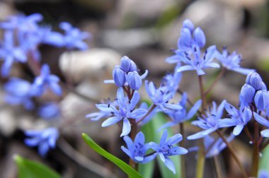 İlkbaharda vahşi ormanda karlar açar bifoliat (Scilla bifolia)