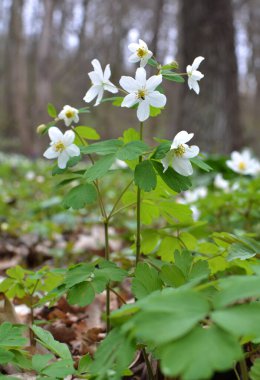 Ormanda bahar mevsimi çiçek açıyor Isopyrum thalictroides