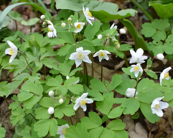 Ormanda bahar mevsimi çiçek açıyor Isopyrum thalictroides