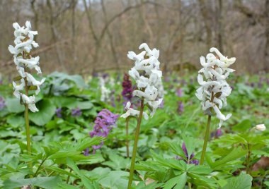 Corydalis ilkbaharda filizlenir vahşi doğada