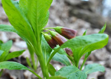 Ormandaki ilkbaharda nadir bulunan Scopolia Carniolica bitkisi çiçek açar.