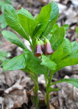 Ormandaki ilkbaharda nadir bulunan Scopolia Carniolica bitkisi çiçek açar.