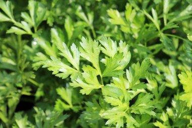 Maydanoz bahçedeki açık organik toprakta yetişir.