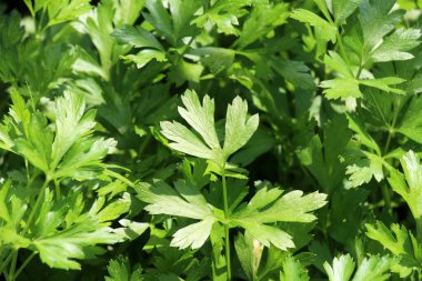 Maydanoz, garddaki açık organik toprakta yetişir.