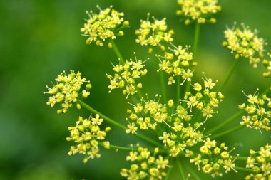 Bahçede tohum yetiştiren maydanozlar açar.
