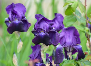 Baharda, çiçek bahçesinde süsen çiçekleri açar.