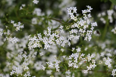 Galyum doğada bir çayırda yetişir.