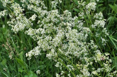 Galyum doğada bir çayırda yetişir.