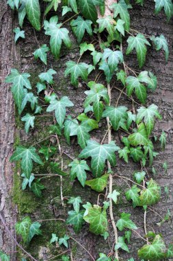 Ivy (Hedera helix), ormandaki bir ağaç boyunca uzanan yaban yeşili bir tırmanma bitkisidir..