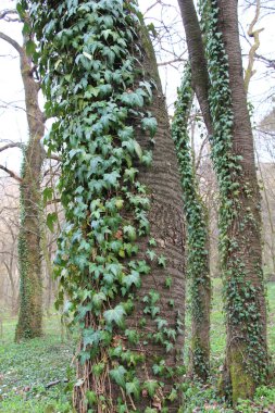 Ivy (Hedera helix), ormandaki bir ağaç boyunca uzanan yaban yeşili bir tırmanma bitkisidir..