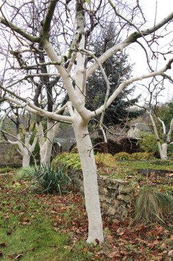 Whitewash of fruit trees in the orchard for protection against pests and sunburn.