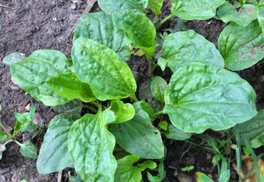 Yazın, plantain büyüktür (Bitki büyüğü, Bitki Borysthenica) vahşi doğada yetişir)