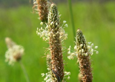 Yazın, plantain büyüktür (Bitki büyüğü, Bitki Borysthenica) vahşi doğada yetişir)