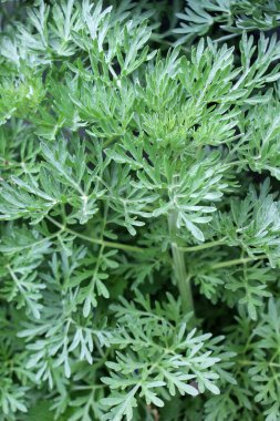 Acı pelin otu (Artemisia absinthium) vahşi doğada yetişir.