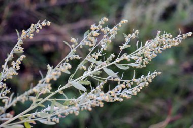 Acı pelin otu (Artemisia absinthium) vahşi doğada yetişir.