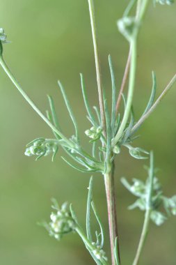 Vahşi doğada bir tür pelin otu yetişir - Artemisia marschalliana