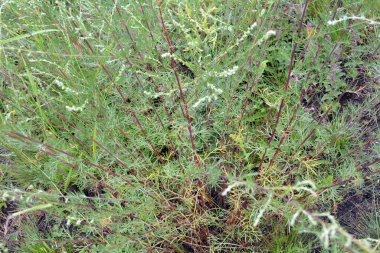 Vahşi doğada bir tür pelin otu yetişir - Artemisia marschalliana