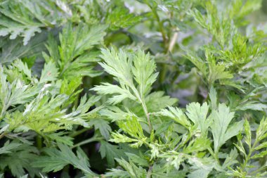 Wormwood (Artemisia vulgaris) doğada büyür.
