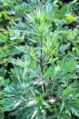 Wormwood (Artemisia vulgaris) doğada büyür.