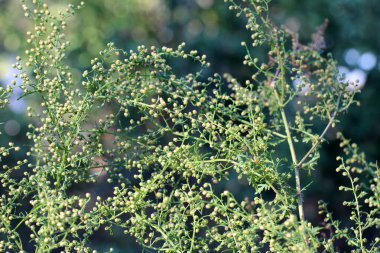 Vahşi doğada yıllık pelin otu (Artemisia annua) yetişir.