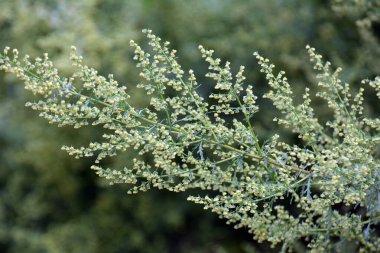 Vahşi doğada yıllık pelin otu (Artemisia annua) yetişir.