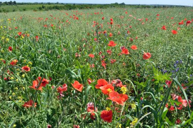 Yazın ortasında, tarlada çeşitli yabani çiçekler yetişir..