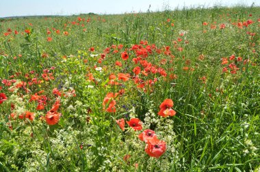 Yazın ortasında, tarlada çeşitli yabani çiçekler yetişir..
