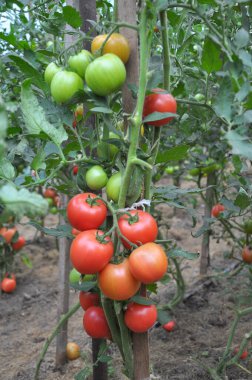 Domatesler açık organik toprakta yetişir.