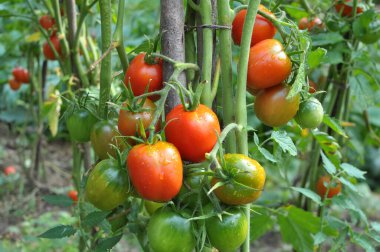 Domatesler açık organik toprakta yetişir.