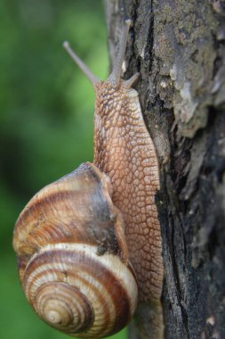 Vahşi doğada, büyük bir salyangoz Helix lucorum