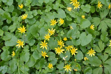 İlkbaharda, Ranunculus kurgu doğada çiçek açar.
