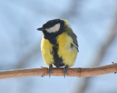 In the wild, a great tit (Parus major) sits on a branch 