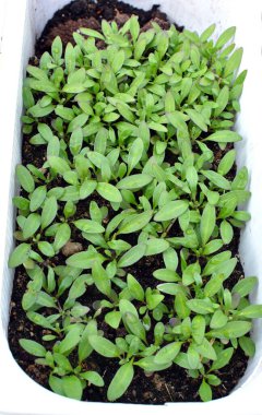 Çiçek fidelerinin baharda ekilmesi.