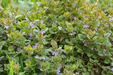 İlkbaharda, Glechoma hederacea doğada büyür ve çiçek açar.
