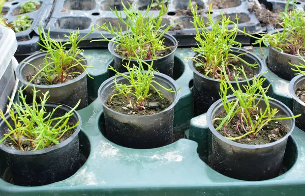 Çiçek fidelerinin baharda ekilmesi.