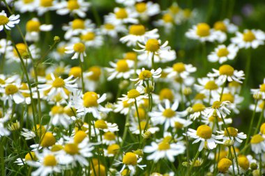 Medicinal chamomile (Matricaria recutita) blooms in the meadow among the of wild grasses clipart